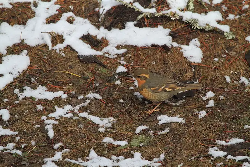 A female varied thrush perched on a branch, showing her duller, more brownish-orange coloring.
