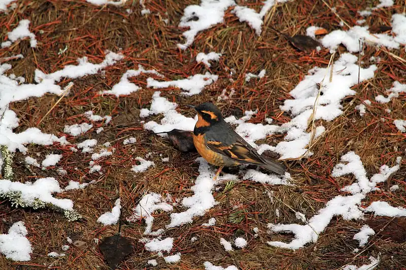 A male varied thrush perched on a branch, showing its orange throat and breast band and blue-gray back.