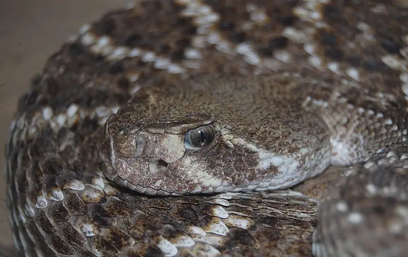 A close view of a western diamondback rattlesnake's head, showing the eye and heat-sensing pit.