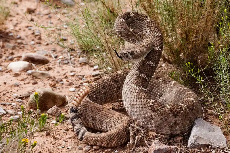 A western diamondback rattlesnake resting on the ground, showing the diamond pattern down its back.