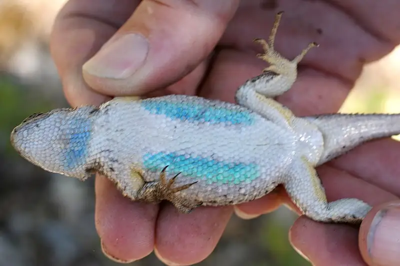 A male western fence lizard on bark, showing blue coloring at the throat.
