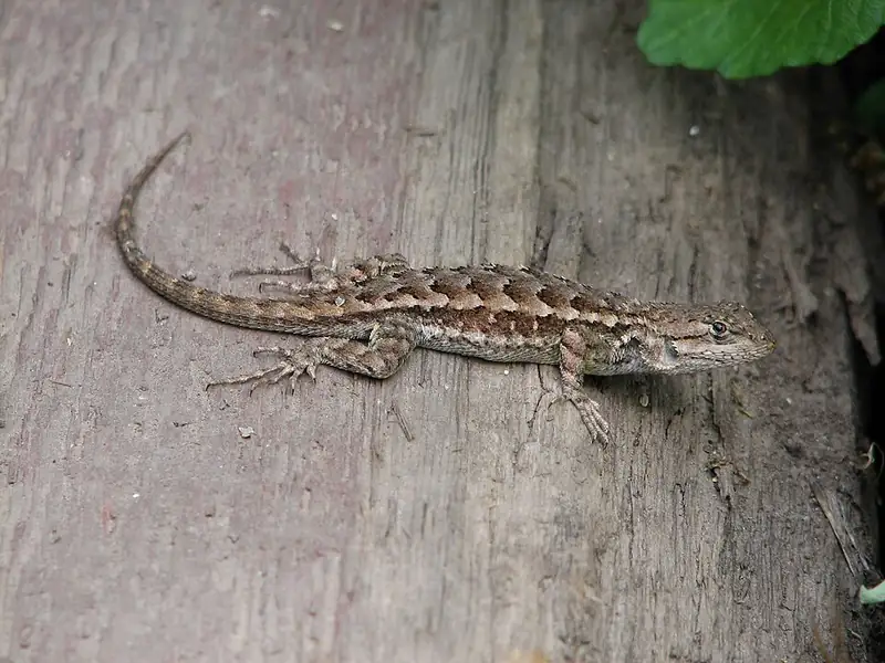 A western fence lizard resting on rock, showing its gray-brown blotched back.