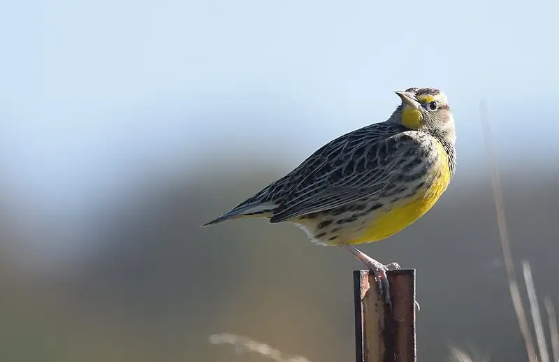 A western meadowlark standing on a metal fence post, looking off to the side, with a blurred green and gold field behind it.