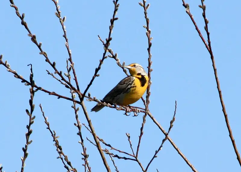 A western meadowlark perched on bare branches against a clear blue sky, showing its yellow throat and black V-shaped chest marking.