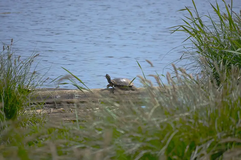 A western painted turtle resting at the edge of a pond among plants.