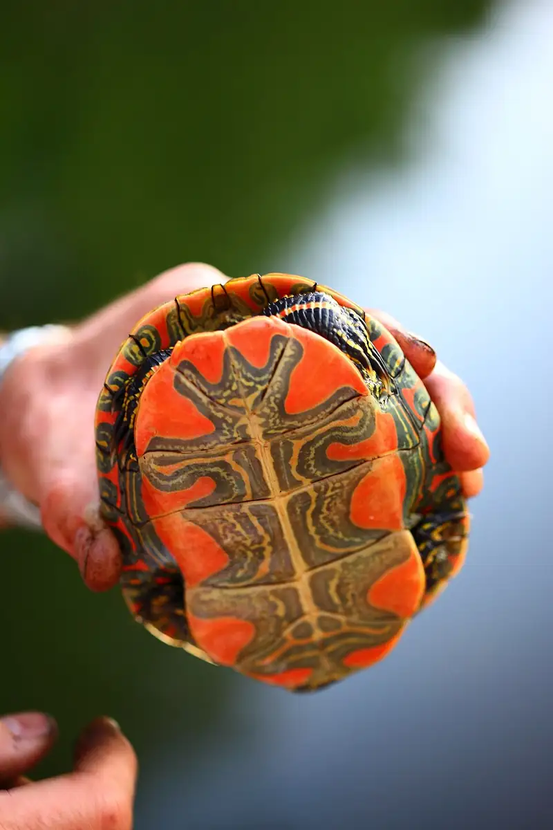 A western painted turtle with a smooth dark shell and red-striped legs basking on a rock.