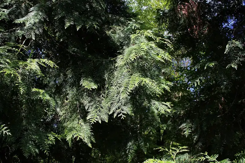 Close view of the flat, scale-like green foliage sprays of western red cedar.