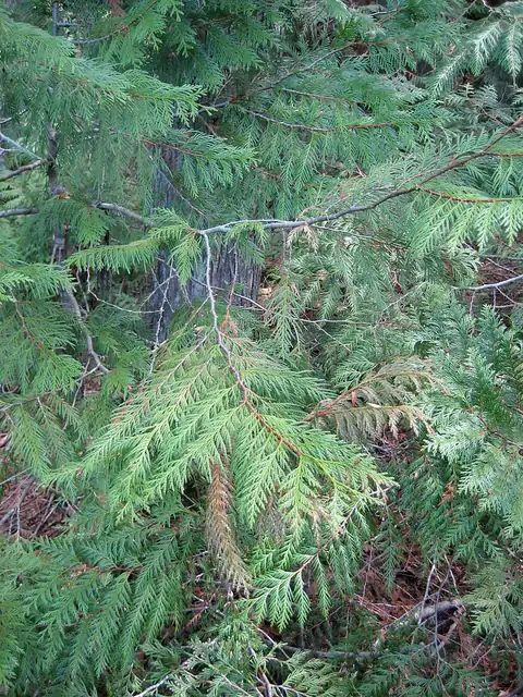 A large western red cedar tree with fibrous reddish bark and drooping green foliage in a forest.