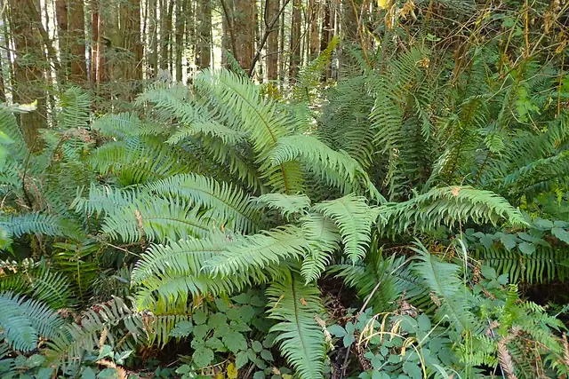 Close view of sword fern leaflets, each with a small hilt-like base.