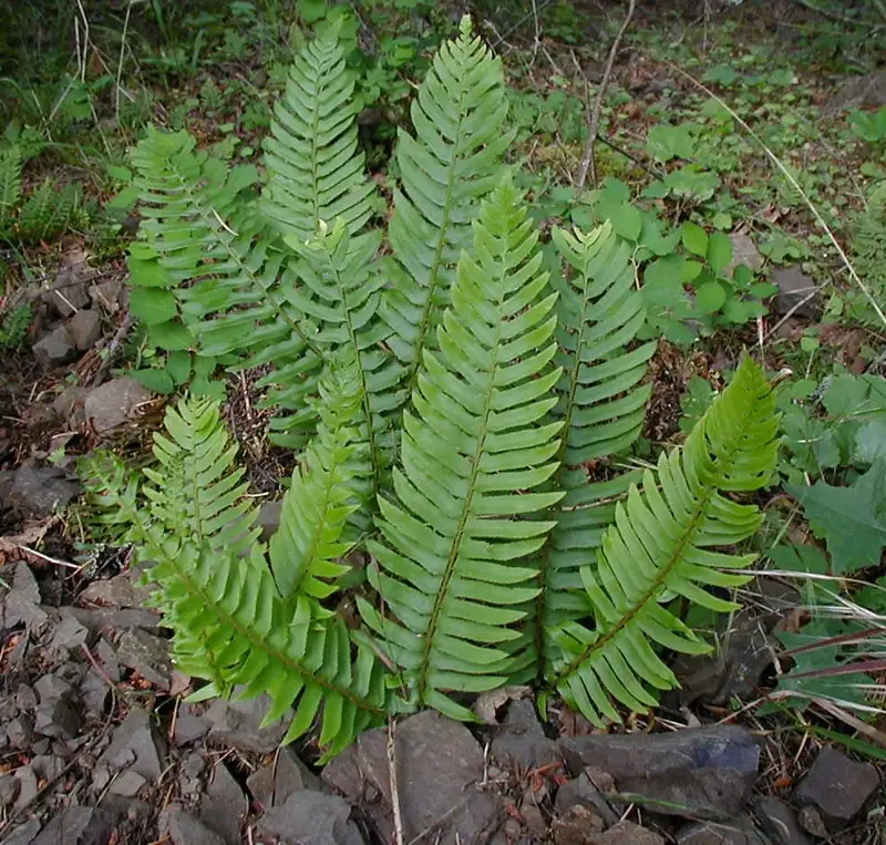 A clump of tall green western sword fern fronds spreading across a forest floor.
