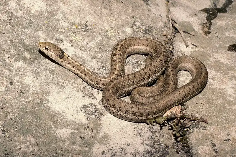 A western terrestrial garter snake coiled loosely on bare ground, showing its striped pattern.