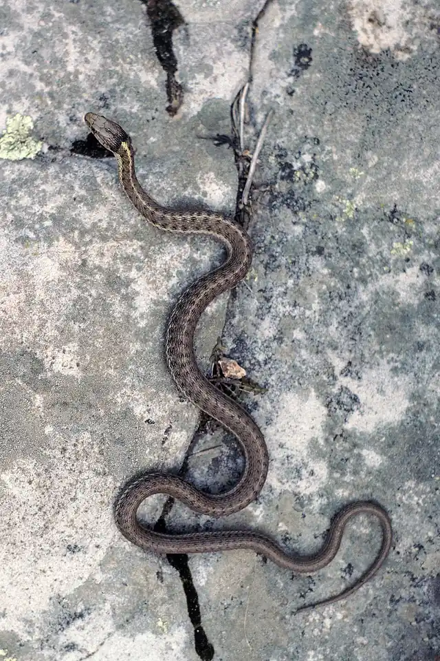 A western terrestrial garter snake with dark, keeled scales and pale stripes moving across leaf litter.