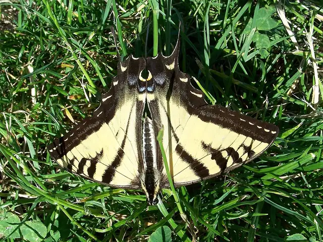 A yellow western tiger swallowtail butterfly with black tiger stripes and tailed hindwings on a flower.