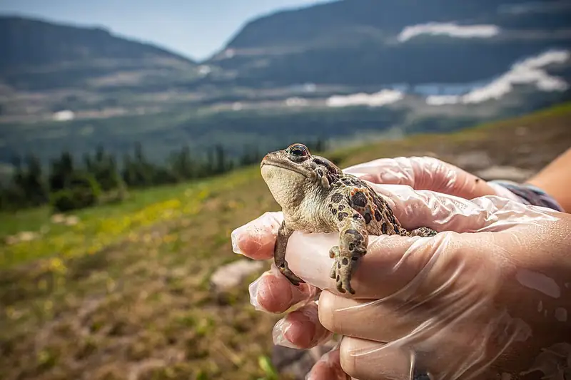 A gloved biologist holding a western toad to protect it from disease transmission.