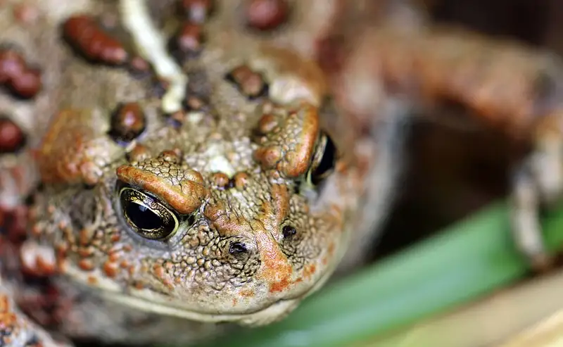 A western toad with warty brown skin and a pale stripe down its back, seen from the side.