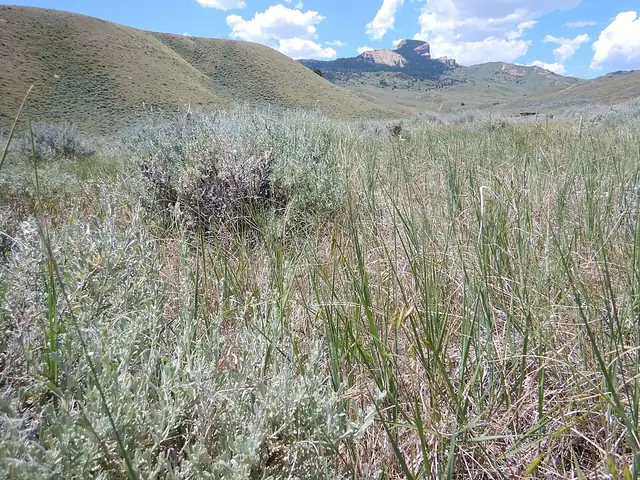 Western wheatgrass growing in a patch of sagebrush steppe.