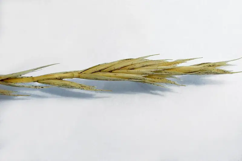 Close-up photograph of western wheatgrass, an official USDA NRCS PLANTS Database reference photo.