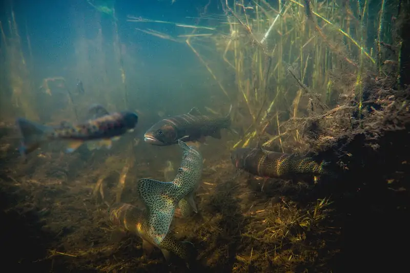 A westslope cutthroat trout being held just above a river's surface at Glacier National Park.