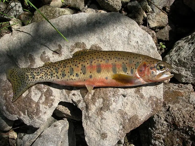 A westslope cutthroat trout held above the water, showing the red slash mark under its jaw and dark spots toward its tail.