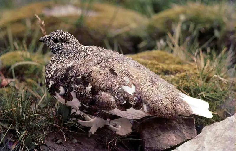 A white-tailed ptarmigan standing on tundra in the Rocky Mountains.