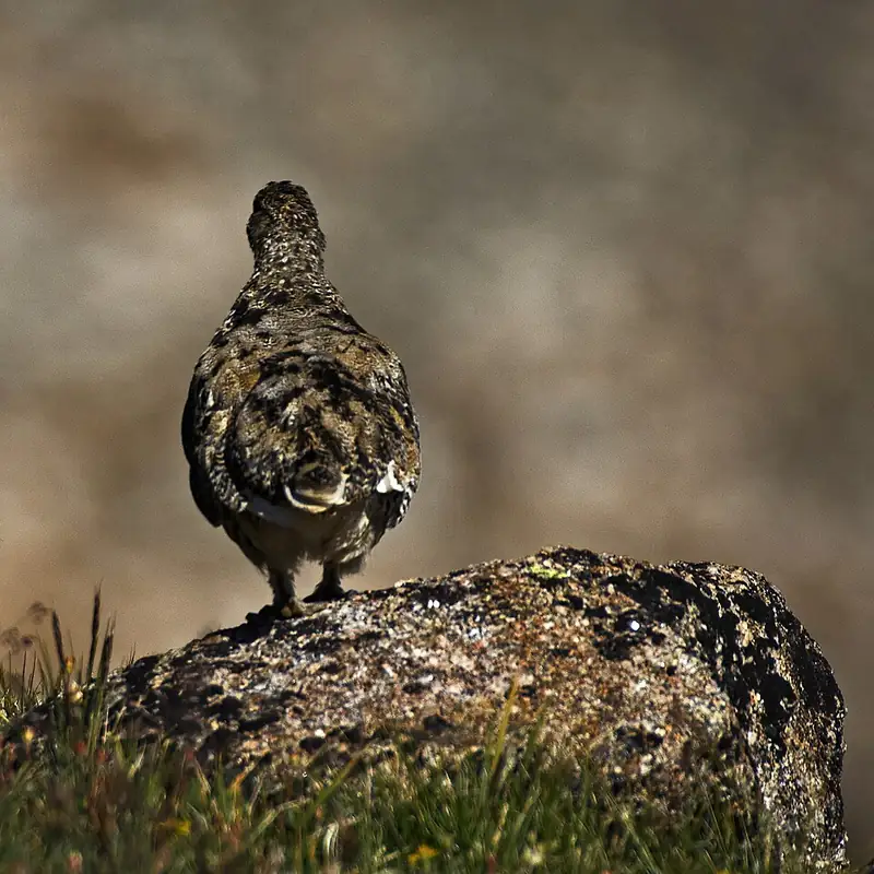 A white-tailed ptarmigan standing on rocky, lichen-covered ground, its mottled feathers nearly matching the rock.