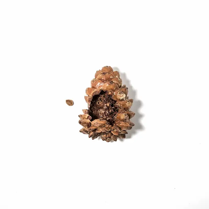 A whitebark pine cone torn open on a white background, with one small brown seed lying beside it.
