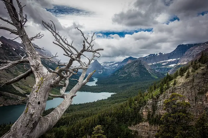 A dead whitebark pine, bare and weathered silver-gray, standing above a valley of lakes and mountains.