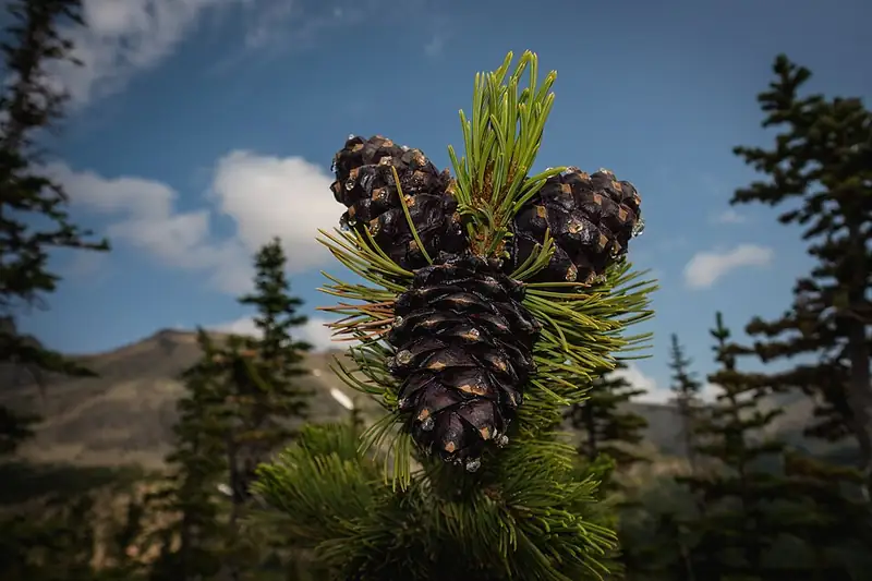 Dark purple whitebark pine cones clustered at the tip of a branch, with mountains and subalpine firs behind.