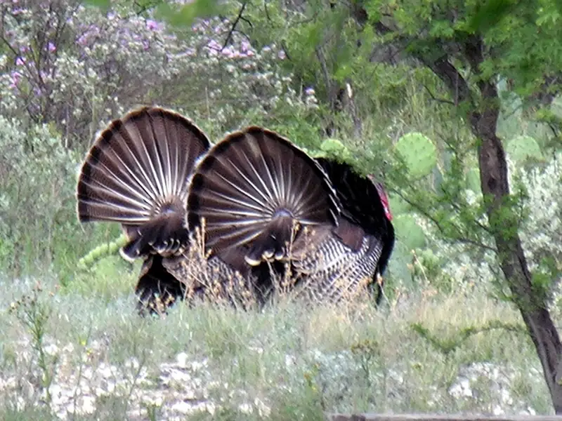 Two male wild turkeys in full display, tails spread into wide fans, walking through brush and prickly pear.