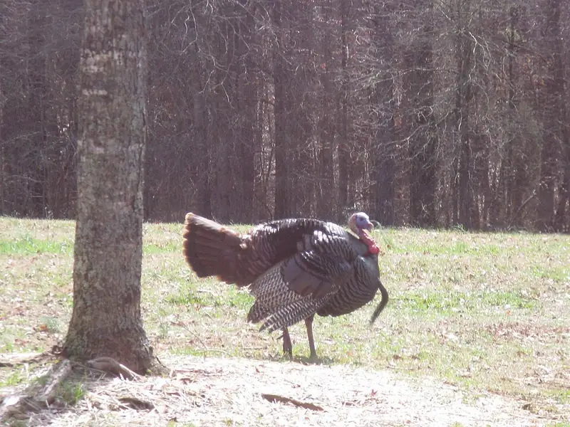 A male wild turkey standing side-on in cut grass, tail partly spread, showing a pale bare head, red wattles at the throat, and a dark beard hanging from his chest.