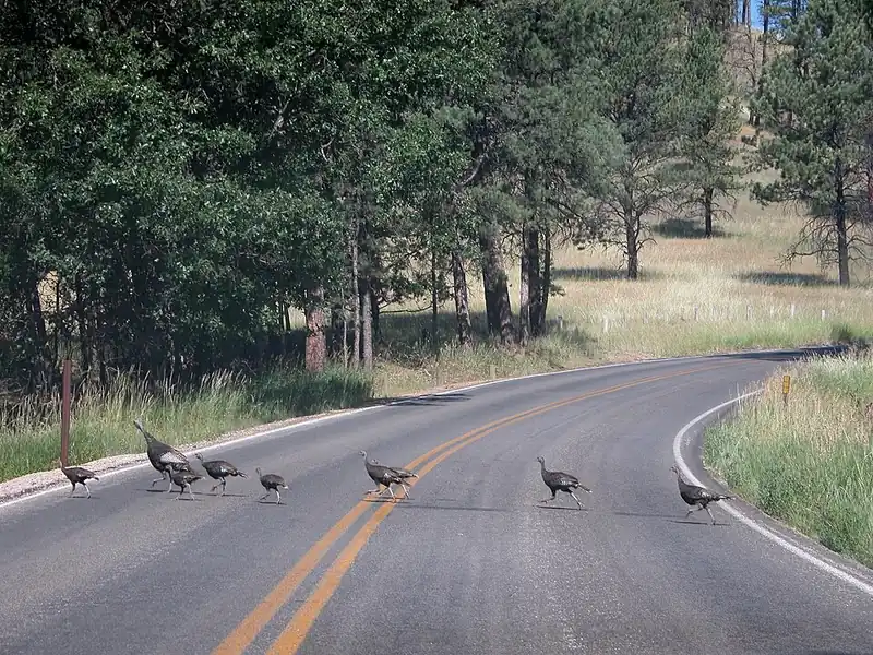 A line of wild turkeys walking single file across a two-lane road, with pines and dry grass on the far side.