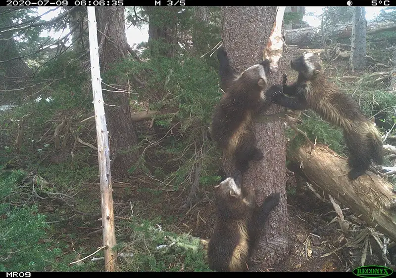 A mother wolverine and her two kits climbing a tree together.