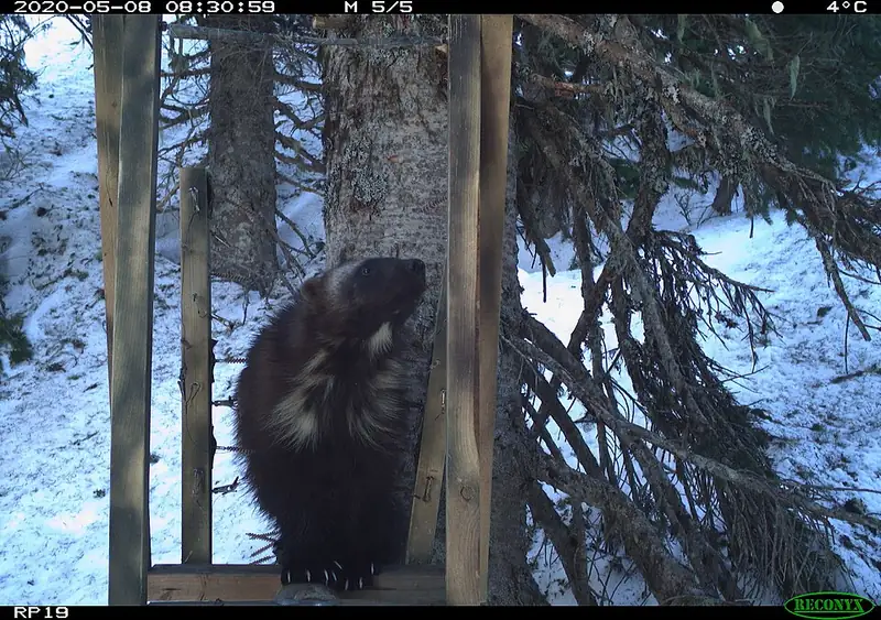 An adult female wolverine standing on snowy ground at a trail-camera station at Mount Rainier.