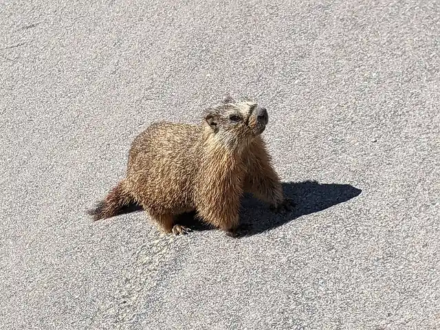 A yellow-bellied marmot showing its yellow belly and brown fur.