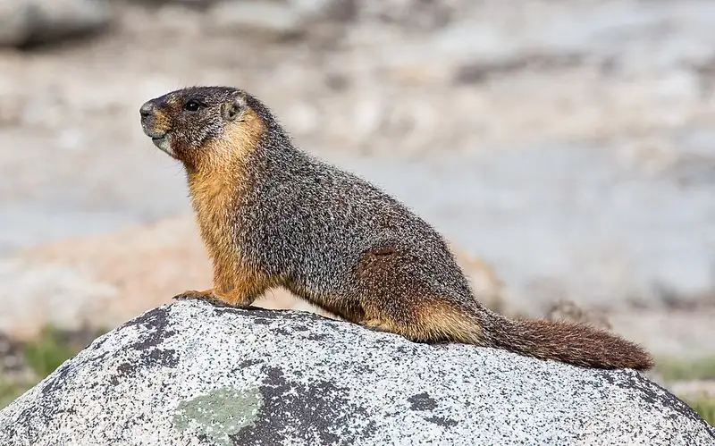 A yellow-bellied marmot sitting on a rock in Yosemite National Park.