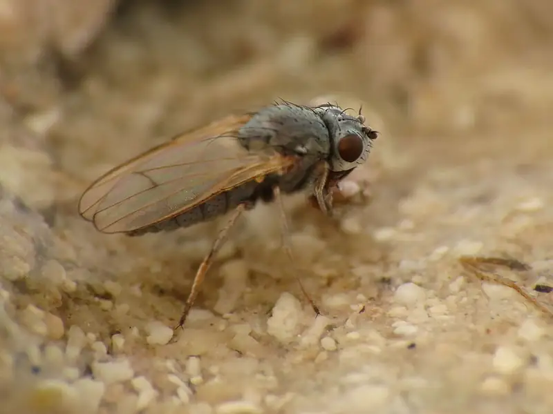 A close view of a brine fly of the genus Ephydra showing its metallic body and wings.