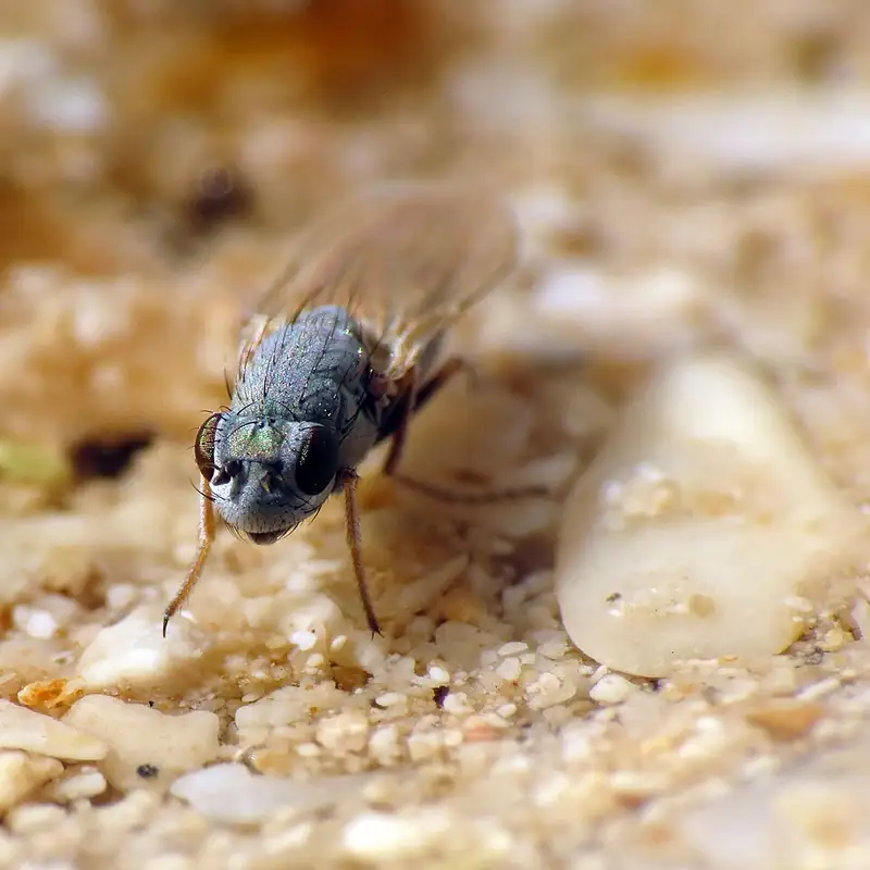 A small dark brine fly of the genus Ephydra resting on a leaf.