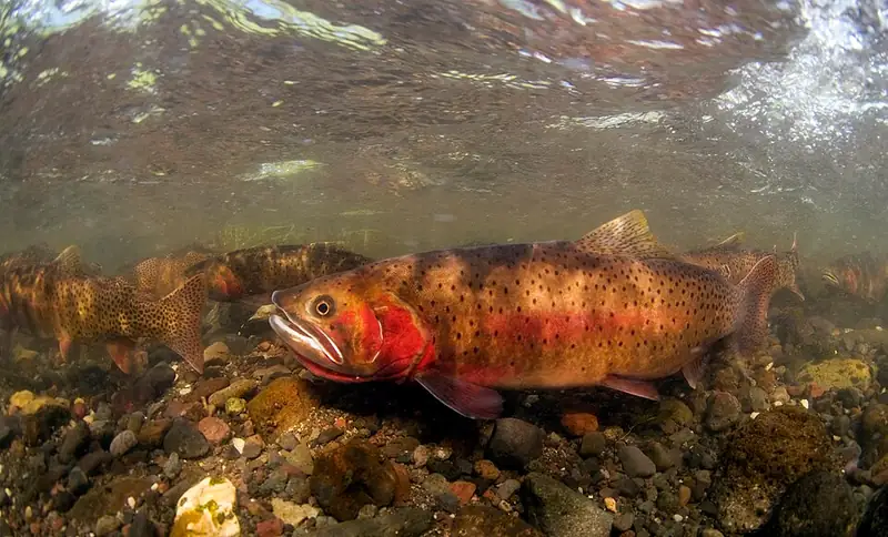 Cutthroat trout swimming in a clear, shallow stream during spawning.
