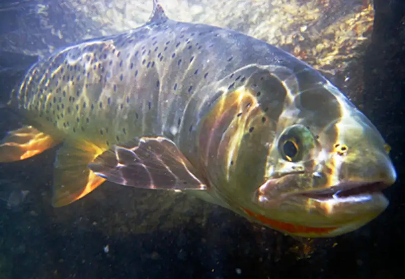 A Yellowstone cutthroat trout held above the water, showing the red-orange slash under its jaw.
