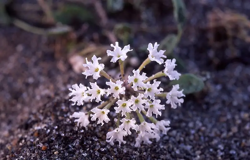 A cluster of white Yellowstone sand verbena flowers photographed close up.