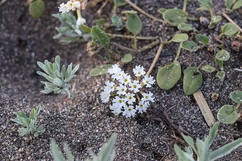 Small white Yellowstone sand verbena flowers growing low in sandy soil near Storm Point, Yellowstone.